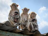 This picture taken on June 20, 2020 shows longtail macaques sitting on a rooftop in the town of Lopburi, some 155km north of Bangkok. Lopburi's monkey population, which is the town's main tourist attraction, doubled to 6,000 in the last three years, forcing authorities to start a sterilisation campaign. Mladen ANTONOV / AFP