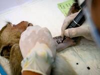 A park ranger tattoos a longtail macaques before its sterilisation in the town of Lopburi, some 155km north of Bangkok, on June 21, 2020. Lopburi's monkey population, which is the town's main tourist attraction, doubled to 6,000 in the last three years, forcing authorities to start a sterilisation campaign. Mladen ANTONOV / AFP