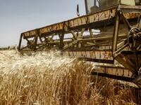 A combine harvests wheat in a field in the countryside of al-Kaswa, south of Syria's capital Damascus, on June 18, 2020. Heavy rain and reduced violence provided a relief to Syrian farmers with a good harvest this year, as a tanking economy leaves millions hungry across his war-torn country. Prior to the outbreak of the conflict in 2011, Syria produced more than 4.1 million tonnes of wheat, enough to feed its entire population. But production plunged to record lows during the war, boosting reliance on impor