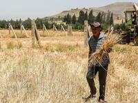 A farmer walks with wheat stems in his hand in a field during the harvest season in the countryside of al-Kaswa, south of Syria's capital Damascus on June 18, 2020. Heavy rain and reduced violence provided a relief to Syrian farmers with a good harvest this year, as a tanking economy leaves millions hungry across his war-torn country. Prior to the outbreak of the conflict in 2011, Syria produced more than 4.1 million tonnes of wheat, enough to feed its entire population. But production plunged to record low