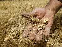 A farmer harvests wheat in a field in the countryside of al-Kaswa, south of Syria's capital Damascus, on June 18, 2020. Heavy rain and reduced violence provided a relief to Syrian farmers with a good harvest this year, as a tanking economy leaves millions hungry across his war-torn country. Prior to the outbreak of the conflict in 2011, Syria produced more than 4.1 million tonnes of wheat, enough to feed its entire population. But production plunged to record lows during the war, boosting reliance on import