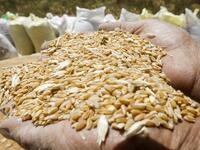 A farmer holds in his hands wheat kernels during the harvest season, in a field in the countryside of al-Kaswa, south of Syria's capital Damascus, on June 18, 2020. Heavy rain and reduced violence provided a relief to Syrian farmers with a good harvest this year, as a tanking economy leaves millions hungry across his war-torn country. Prior to the outbreak of the conflict in 2011, Syria produced more than 4.1 million tonnes of wheat, enough to feed its entire population. But production plunged to record low