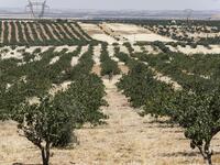 This picture taken on June 24, 2020 shows a view of pistachio trees growing at a pistachio orchard in the village of Maan, north of Hama in west-central Syria. Pistachio farmers in central Syria are hoping that reduced violence will help revive cultivation of what was once one of the country's top exports. LOUAI BESHARA / AFP