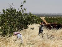 Pistachio farmers tend to a tree at a pistachio orchard in the village of Maan, north of Hama in west-central Syria on June 24, 2020. Pistachio farmers in central Syria are hoping that reduced violence will help revive cultivation of what was once one of the country's top exports. Maan, famed for its pistachio production, was controlled for years by jihadists and their rebel allies but it fell to the government at the start of the year following a months-long offensive. LOUAI BESHARA / AFP