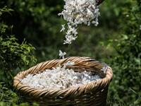 A worker throws a handful of harvested jasmine flowers into a wicker basket at a field at the village of Shubra Beloula in Egypt's northern Nile delta province of Gharbiya on July 23, 2020. Mohamed el-Shahed / AFP