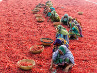 Women are working to dry the red chillies in the sariakandi, Bogra. (Shutterstock/ File Photo)