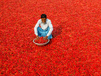 Man are working to dry the red chillies in the sariakandi, Bogra. (Shutterstock/ File Photo)
