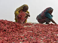 Bangladeshi women shorts red chilies after dry them under the sun at Bogra district, Bangladesh. (Shutterstock/ File photo)