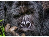 (الملل) للمصور "ماركوس ويستبرغ" - غوريلا جبلية في منتزه Mgahinga Gorilla الوطني، أوغندا.