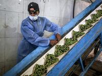 A worker watches as olives fill a container before being crushed and pressed at an olive oil factory in Khan Yunis, in the southern Gaza Strip on October 4, 2020. SAID KHATIB / AFP