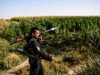 In this photo taken on September 27, 2020, a policeman holds a rocket-propelled grenade (RPG) as he walks near a hashish plantation at Deh Qubad village in Maiwand district of Kandahar province. The dry and dusty village of Aziz Abad in Maiwand district sits on the frontline of Afghanistan's war and is currently under government control -- but only just. WAKIL KOHSAR / AFP