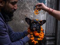 Hindu devotees worship a dog as part of offerings for Tihar which is the local name for Diwali, the Hindu festival of lights, at a dog care centre in Kathmandu on November 14, 2020. PRAKASH MATHEMA / AFP