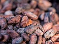 Cocoa beans are seen in the workshops of Makaya Chocolat on December 23, 2020 in Petionville, Haiti. Although small in the face of South America's giants, Haiti is slowly developing its cocoa industry to ensure better incomes for thousands of modest farmers and to end the stereotype of gastronomic art known as the domain of wealthy countries. Valerie Baeriswyl / AFP