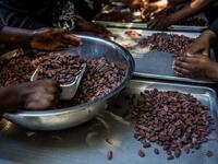 Sorting of cocoa beans according to their size and appearance is done in the workshops of Makaya Chocolat on December 23, 2020 in Petionville, Haiti. Although small in the face of South America's giants, Haiti is slowly developing its cocoa industry to ensure better incomes for thousands of modest farmers and to end the stereotype of gastronomic art known as the domain of wealthy countries. Valerie Baeriswyl / AFP