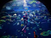A diver wears a Santa Claus outfit as part of Christmas celebrations while feeding fish at the Sea Life Bangkok Ocean World aquarium in Bangkok in December 24, 2020. Lillian SUWANRUMPHA / AFP