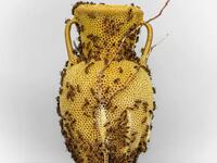 The Honeycomb Amphora No.1 (2020) from the “made by bees” series (Instagram)