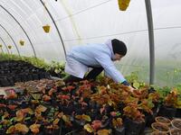 Sonia Ibidhi, a 42-year-old journalist turned to organic farming, cares for potted plants in the greenhouse of her small farm where she produces edible flowers, in the northwestern Tunisian coastal town of Tabarka, on Januray 28, 2021. FETHI BELAID / AFP