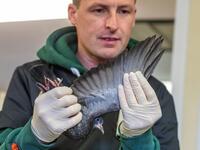 Animal Manager of Wildlife Rehabilitation Ireland, Dan Donoher examines a wounded pigeon at their new premises situated behind the Tara na Ri Pub, which is shuttered due to the Covid-19 pandemic, at Garlow Cross outside Navan in County Meath, Ireland on February 18, 2021. Since Ireland's first coronavirus lockdown pub the Tara Na Ri has been closed to regulars, but now it hosts a menagerie of new clientèle as the nation's first wildlife hospital. PAUL FAITH / AFP
