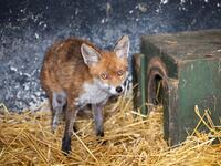A wild fox is cared for at Wildlife Rehabilitation Ireland's new premises situated behind the Tara na Ri Pub, which is shuttered due to the Covid-19 pandemic, at Garlow Cross outside Navan in County Meath, Ireland on February 18, 2021. Since Ireland's first coronavirus lockdown pub the Tara Na Ri has been closed to regulars, but now it hosts a menagerie of new clientèle as the nation's first wildlife hospital. PAUL FAITH / AFP