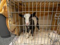A two week-old native wild Irish goat which was found on a mountainside and named Liam, is cared for at Wildlife Rehabilitation Ireland's new premises situated behind the Tara na Ri Pub, which is shuttered due to the Covid-19 pandemic, at Garlow Cross outside Navan in County Meath, Ireland on February 18, 2021. Since Ireland's first coronavirus lockdown pub the Tara Na Ri has been closed to regulars, but now it hosts a menagerie of new clientèle as the nation's first wildlife hospital. PAUL FAITH / AFP