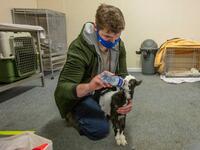 A member of staff feeds a two week-old native wild Irish goat which was found on a mountainside and named Liam, at Wildlife Rehabilitation Ireland's new premises situated behind the Tara na Ri Pub, which is shuttered due to the Covid-19 pandemic, at Garlow Cross outside Navan in County Meath, Ireland on February 18, 2021. Since Ireland's first coronavirus lockdown pub the Tara Na Ri has been closed to regulars, but now it hosts a menagerie of new clientèle as the nation's first wildlife hospital. PAUL FAITH