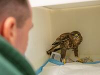 Animal Manager of Wildlife Rehabilitation Ireland, Dan Donoher examines a wounded buzzard at their new premises situated behind the Tara na Ri Pub, which is shuttered due to the Covid-19 pandemic, at Garlow Cross outside Navan in County Meath, Ireland on February 18, 2021. Since Ireland's first coronavirus lockdown pub the Tara Na Ri has been closed to regulars, but now it hosts a menagerie of new clientèle as the nation's first wildlife hospital. PAUL FAITH / AFP
