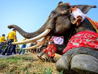 An elephant waits to receive blessings during 
