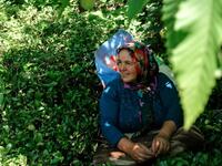 Pervin Bas, takes a break in her 'tea garden' where she picks tea leaves as she speaks to AFP, on June 7, 2021, at Ikizdere in the Rize Province in the Black Sea region of Turkey. A government-friendly company plans to extract 20 million tons of stone from a quarry in the northeastern town of Ikizdere for one of President Recep Tayyip Erdogan