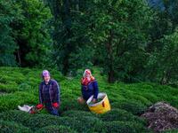Villagers pick tea at grown on local land in Ikizdere in the Rize Province in the Black Sea region of Turkey on June 7, 2021. A government-friendly company plans to extract 20 million tons of stone from a quarry in the northeastern town of Ikizdere for one of President Recep Tayyip Erdogan's latest development projects. The locals are rising up in protest, challenging the government and its priorities in a region dear to the domineering Turkish leader's heart. 