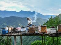 A villager checks his bee hives on the hill side close to tea gardens in Ikizdere in the Rize Province in the Black Sea region of Turkey on June 7, 2021. A government-friendly company plans to extract 20 million tons of stone from a quarry in the northeastern town of Ikizdere for one of President Recep Tayyip Erdogan's latest development projects. The locals are rising up in protest, challenging the government and its priorities in a region dear to the domineering Turkish leader's heart. 