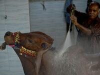 A man washes a cow for a customer at a car service station ahead of the Muslim festival of Eid al-Adha in Karachi on July 14, 2021. Rizwan TABASSUM / AFP