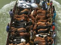 Sacrificial livestock is being transported on a boat after the government loosened a lockdown imposed as a preventive measure against the Covid-19 coronavirus ahead of the Muslim festival of Eid al-Adha in Dhaka on July 16, 2021. Munir Uz zaman / AFP