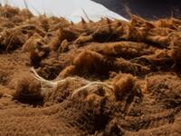 Picture of vicuna wool taken as members of the community of Totoroma participate in the traditional Chaku, or Chaccu, an annual vicuna round-up and shearing festival, in the village of Totoroma, 148 km from the city of Puno, in southern Per