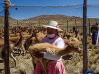 A member of the community of Totoroma holds a vicuna during the traditional Chaku, or Chaccu, an annual vicuna round-up and shearing festival, in the village of Totoroma, 148 km from the city of Puno, in southern Peru