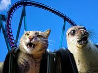 Manny-the selfie cat