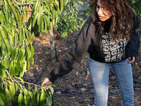 Many Lebanese are flocking to the countryside 