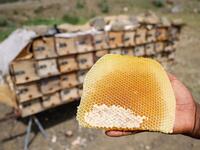 honey production