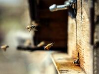 honey production