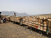 honey production