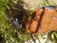 طريقة عمل الخبيصة السلطية