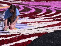 Kelly, a first-time volunteer, explained the process: "It's like painting by numbers, using codes for flowers or bark." Despite recent rain causing a flower shortage, volunteers adapt by creatively filling gaps. Volunteers kneel on foam mats, but it's still tiring, Kelly admitted. "I keep changing positions—kneeling, standing, lying down, then sitting. We'll be sore tomorrow, but it's worth it!"