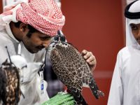 Arabs represent one-third of the world’s falconers, with a history of hunting with falcons that dates back 2,000 years. Dr. Zubair described falcons as symbols of strength, grace, and nobility in Kuwaiti culture. Historically, they played a crucial role in hunting, contributing to the sustenance of the Kuwaiti people and fostering bonds between humans and birds.(photo by afp)
