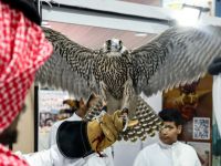 Dr. Zubair cautioned that careful attention is needed when feeding falcons, as many have died from consuming pesticide-laden food or preying on infected animals. He noted that falcons require a passport to cross borders, a measure implemented by some Gulf countries, including Kuwait, which established a falcon passport system under CITES in 2021.(photo by afp)