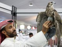 Dr. Zubair highlighted that the falcon is Kuwait's national bird, with the country investing millions of dollars each year to acquire them from various parts of the world. The Katara organization hosts the International Hunting and Falcons Exhibition (S’hail) annually, demonstrating its commitment to preserving falconry. This year's exhibition took place from September 24-28 at the Hunting Exhibition Center in Sabhan.(photo by afp)