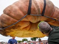 This handout photo obtained on October 10, 2023 shows the Half Moon Bay World Championship Pumpkin Weigh-Off of the 2,749-pound (1247kg) champion pumpkin in Half Moon Bay, California, on October 9, 2023. This year’s record-setting giant pumpkin was grown by defending champion Travis Gienger of Anoka, Minnesota. (Photo by Handout / Half Moon Bay’s World Championship Pumpkin Weigh-Off / AFP)