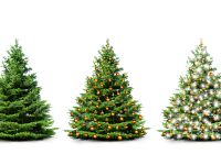 5. Christmas Trees: Popularized in Victorian Britain, Christmas trees originated in 16th Century Germany. First trees were decorated with fruit, nuts, and later, sweets and candles.(shutterstock)