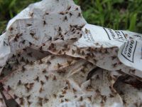 Fruit Fly Invasion from Egypt Hits Tel Aviv, Alarming Farmers