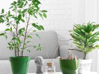 نباتات منزلية لا تحتاج سقي يومي لتظل نابضة بالحياة