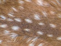 موضة ربيع 2026  طبعة الغزال Bambi Print