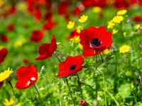 معلومات عن أزهار الدحنون